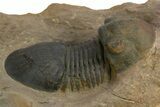 Paralejurus Trilobite Fossil - Atchana, Morocco #312795-2
